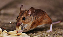 pest-proofing-and-structural-hardening Experts in Hbg